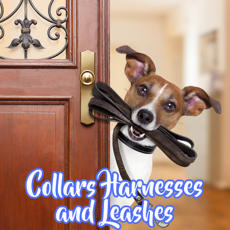 Collars, Harnesses, Leashes