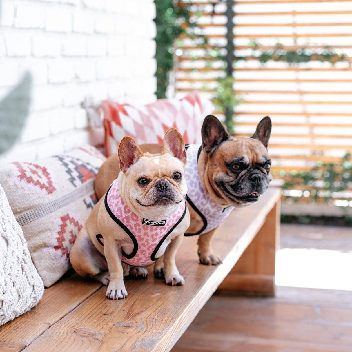 Frenchie Duo Reversible Harness - The Leo- Beige