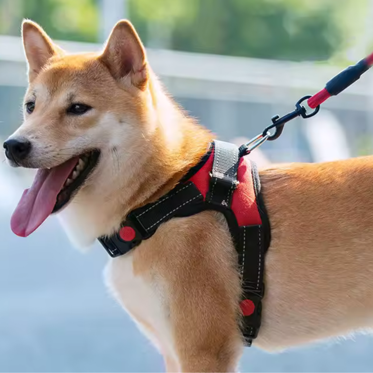 Lapdog Adjustable Harness