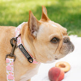 Frenchie Comfort Collar - Peaches