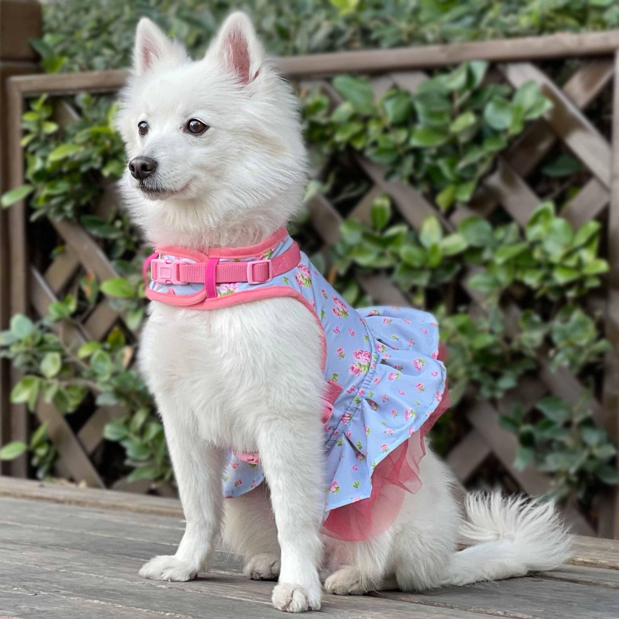 Made Well Floral Dog Dress Harness