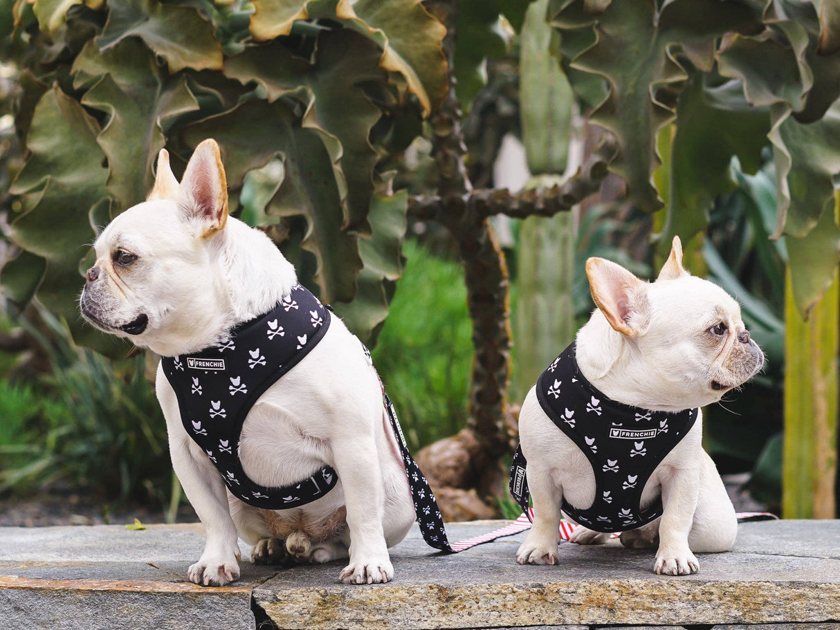 Frenchie Duo Reversible Harness - Bad To The Bone