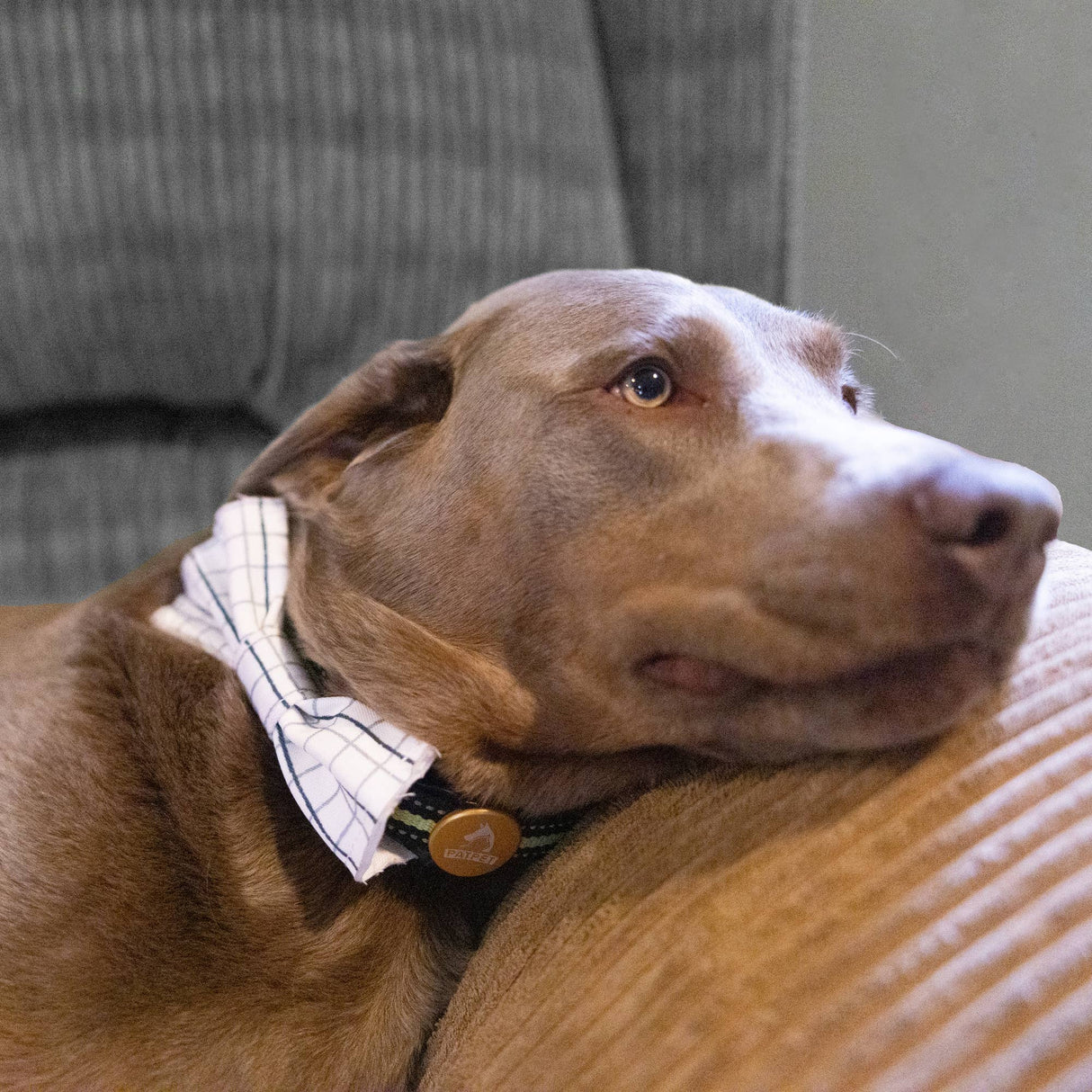 White Checkered - Pet Bow Tie