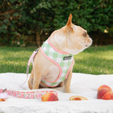 Frenchie Duo Reversible Harness - Peaches