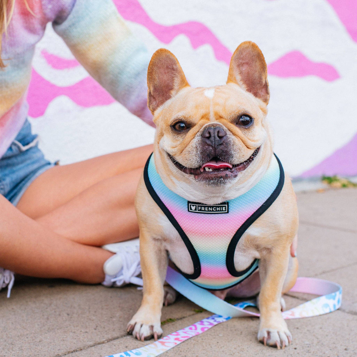 Frenchie Duo Reversible Harness - Pride Leo