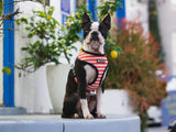 Frenchie Duo Reversible Harness - Bad To The Bone