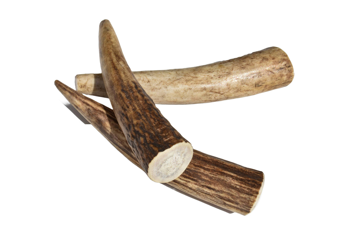 Elk Antler (Small) - Whole