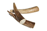 Elk Antler (Small) - Whole