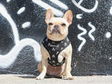 Frenchie Duo Reversible Harness - Bad To The Bone