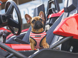 Frenchie Duo Reversible Harness - Bad To The Bone