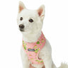 Tropical Plumeria Flower Dog Harness Vest