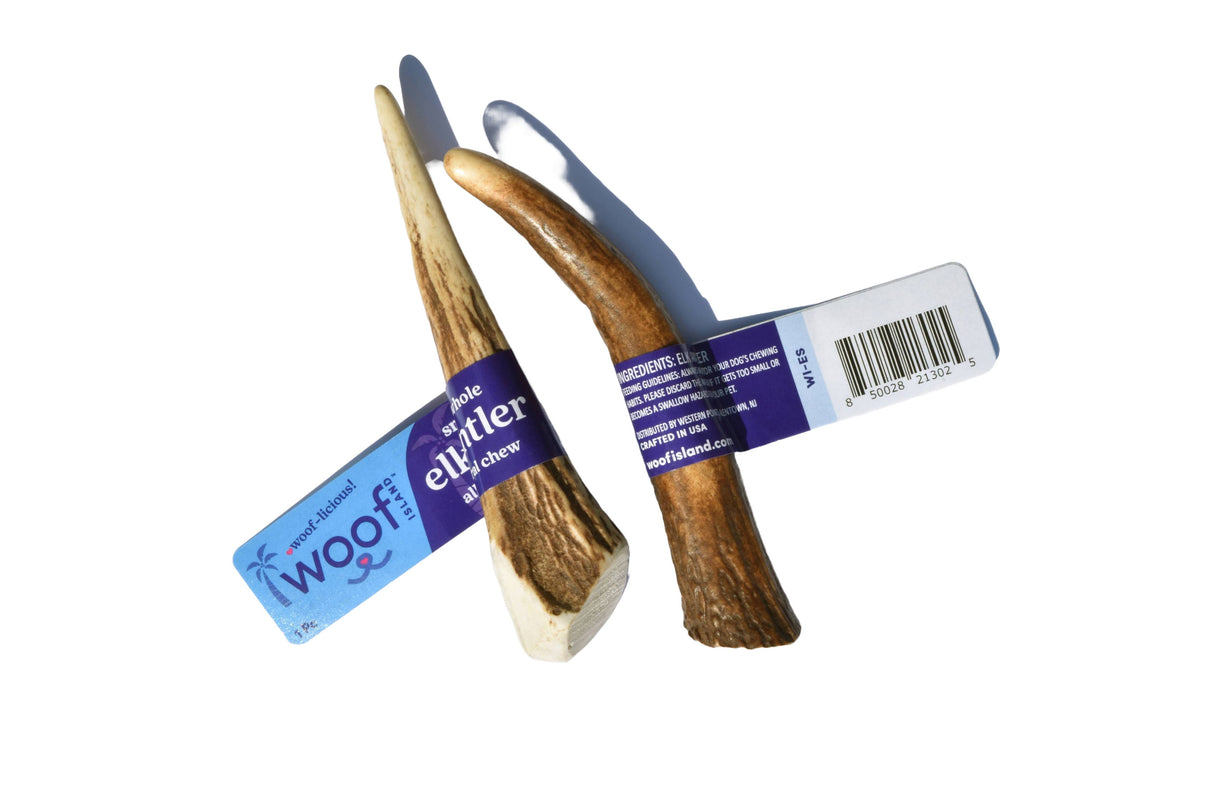 Elk Antler (Small) - Whole