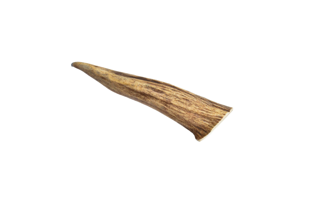 Elk Antler (Small) - Whole