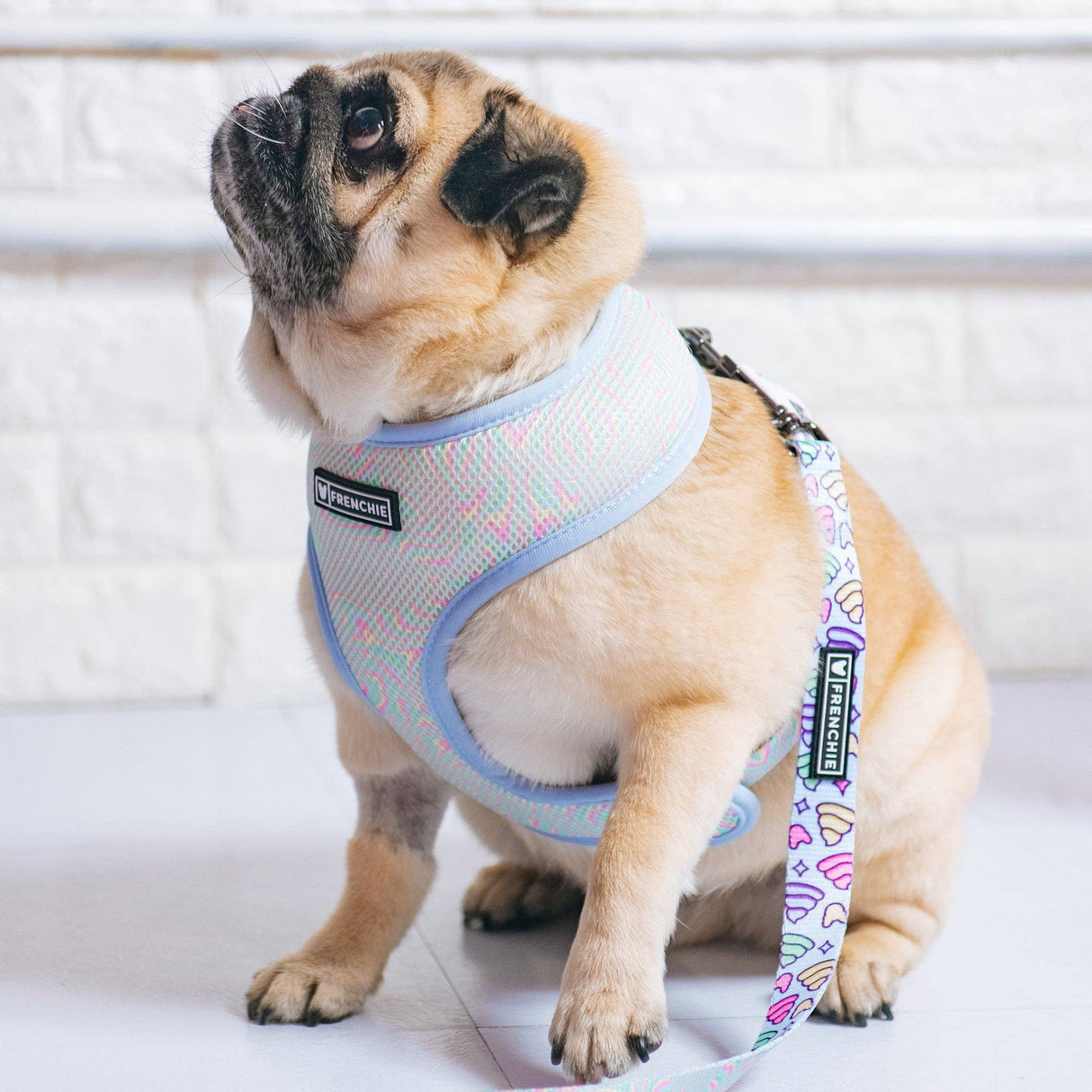 Frenchie Duo Reversible Harness - Ohh Sh*t