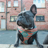 Frenchie Duo Reversible Harness - Wild West