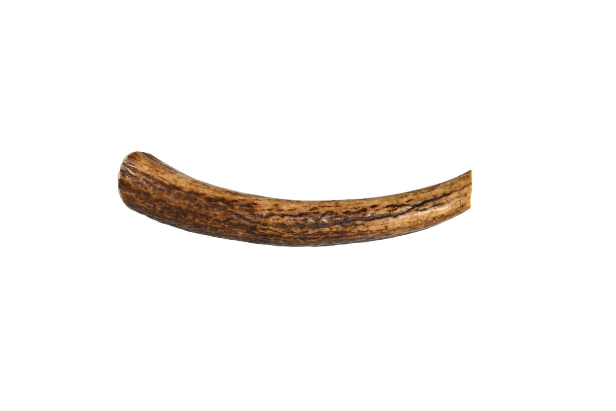 Elk Antler (Medium) - Whole