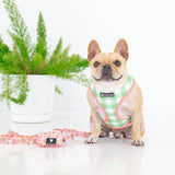 Frenchie Duo Reversible Harness - Peaches