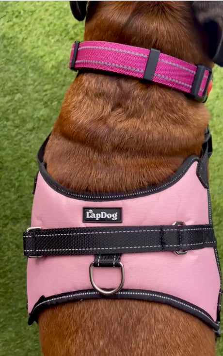 Lapdog Adjustable Harness