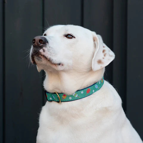 Pickleball Dog Collar Teal/Multi