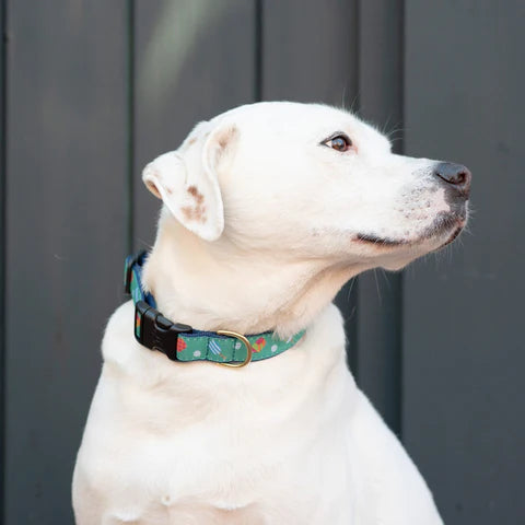 Pickleball Dog Collar Teal/Multi