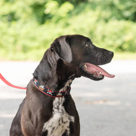 Pirate Dog Collar