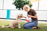 Lobster Rollover Soft Baked Dog Treats