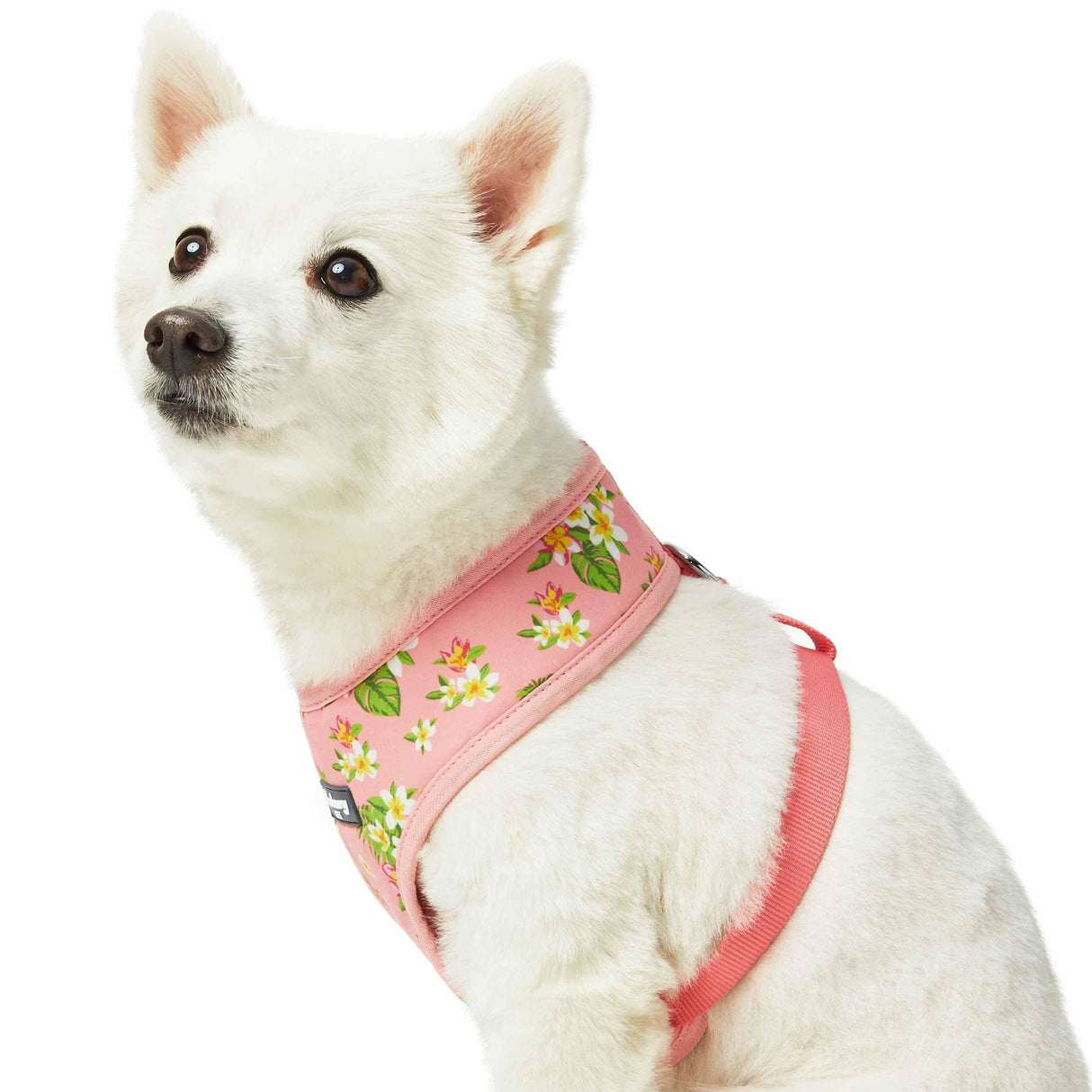 Tropical Plumeria Flower Dog Harness Vest