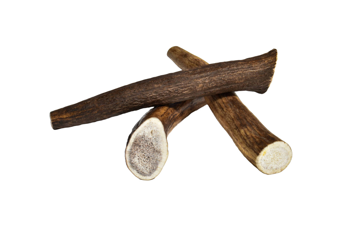 Elk Antler (Medium) - Whole