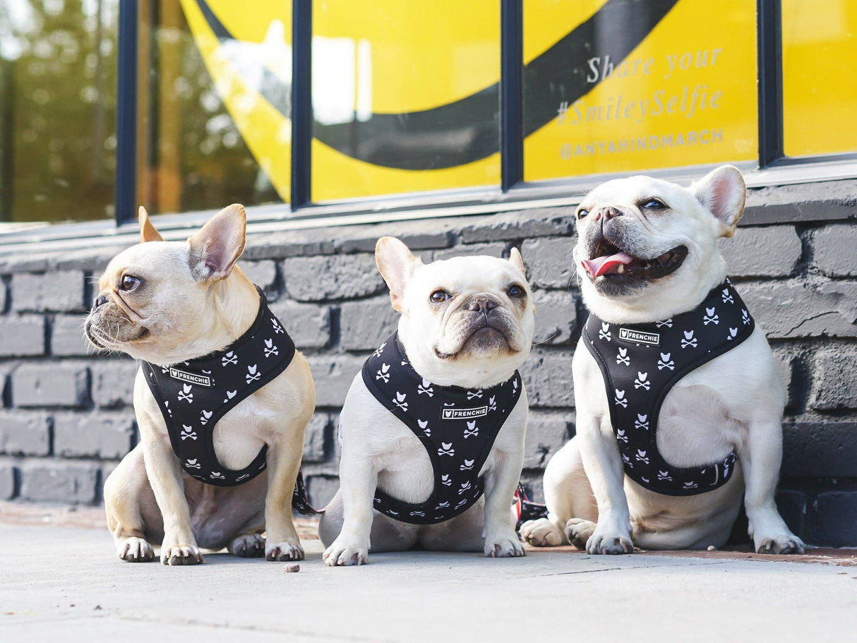 Frenchie Duo Reversible Harness - Bad To The Bone