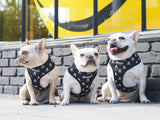 Frenchie Duo Reversible Harness - Bad To The Bone