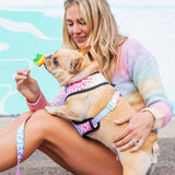 Frenchie Duo Reversible Harness - Pride Leo