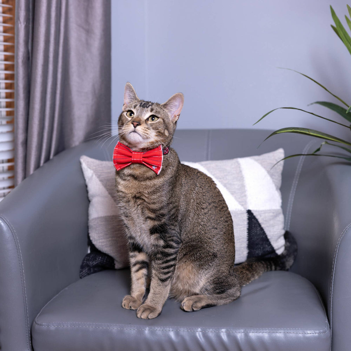 Red Striped - Pet Bow Tie