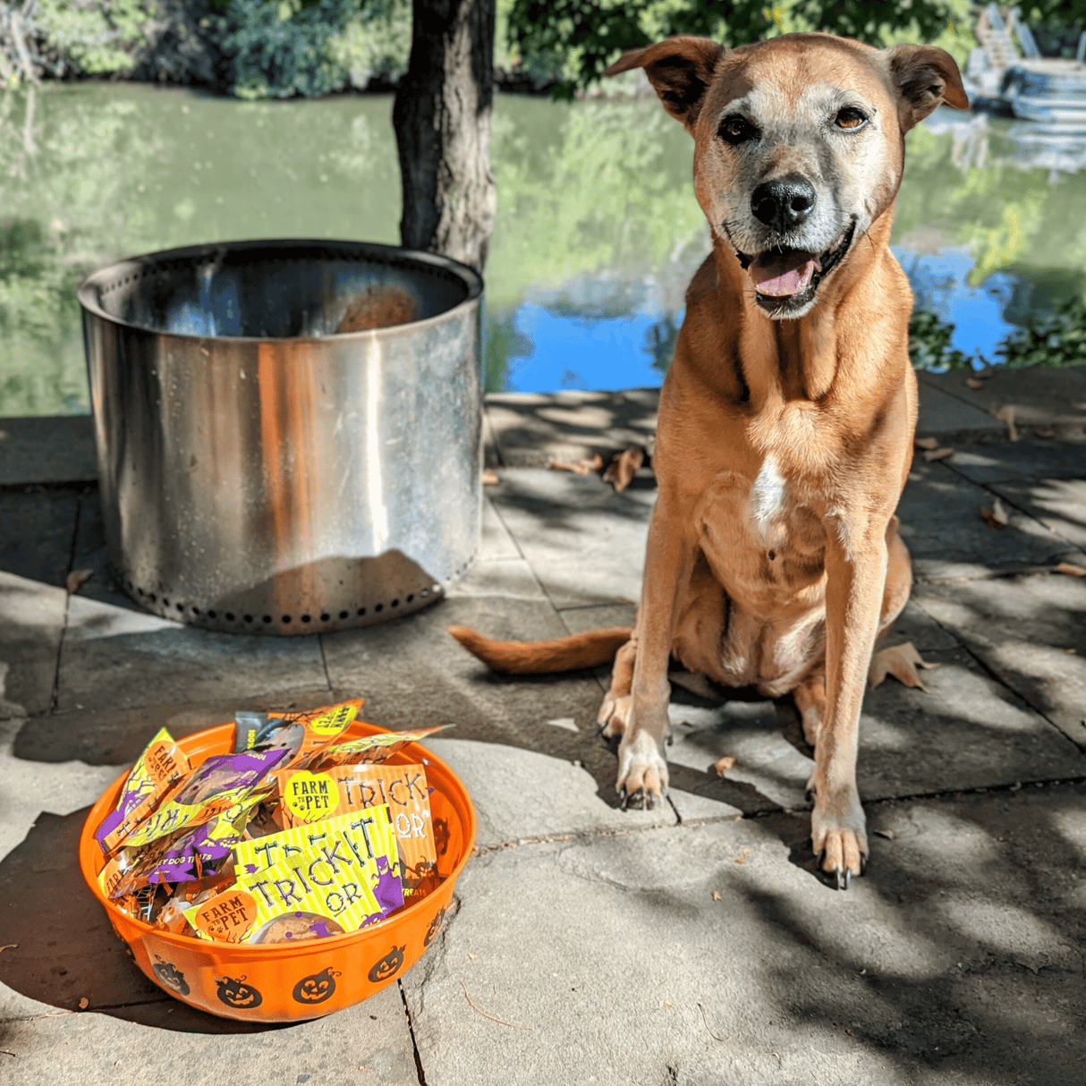 Halloween Snack Pack Dog Treats