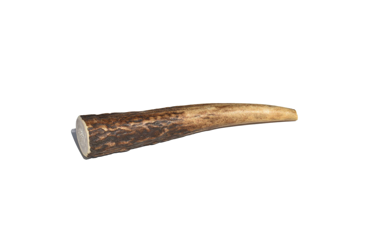 Elk Antler (Small) - Whole