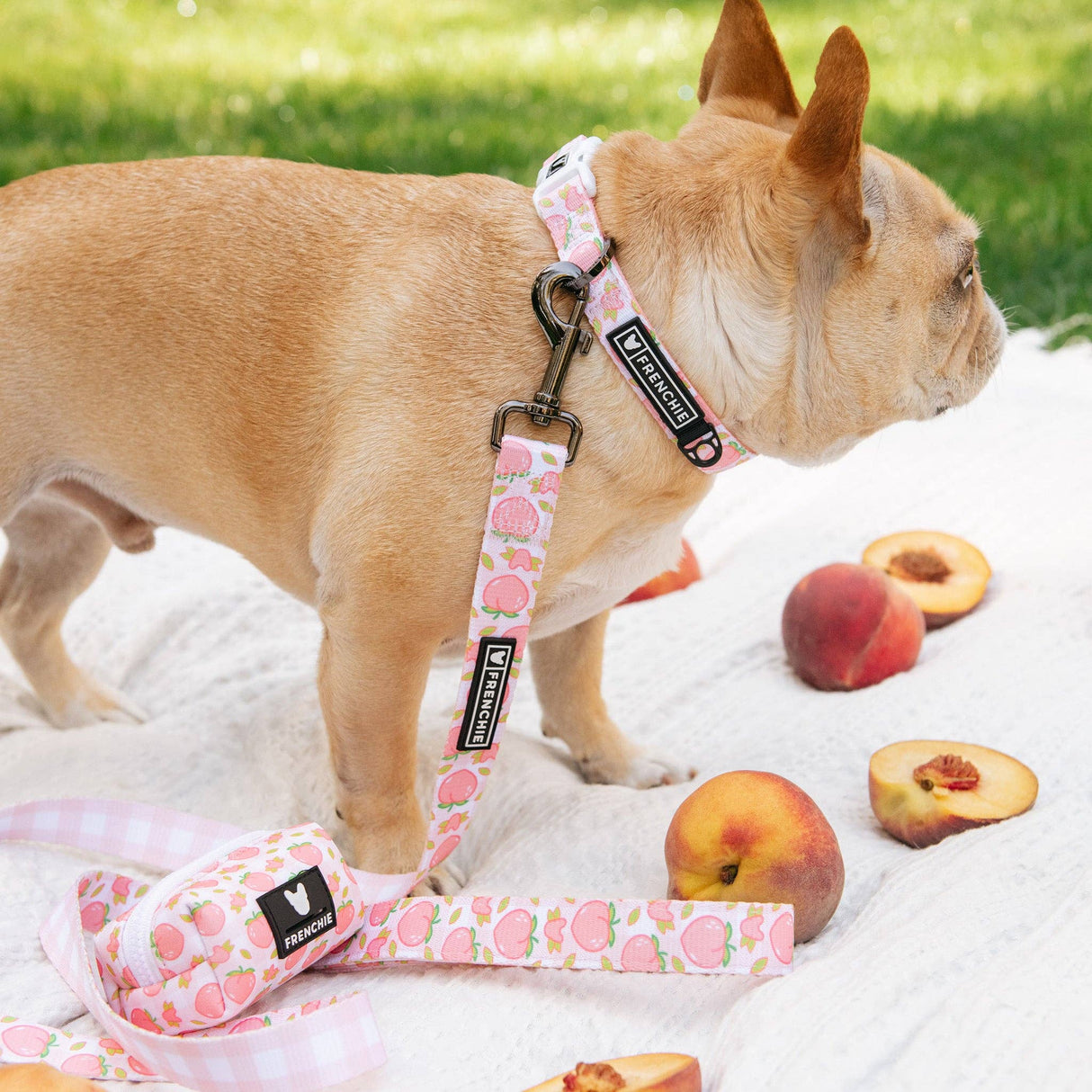 Frenchie Comfort Collar - Peaches