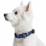 Martingale Dog Collar