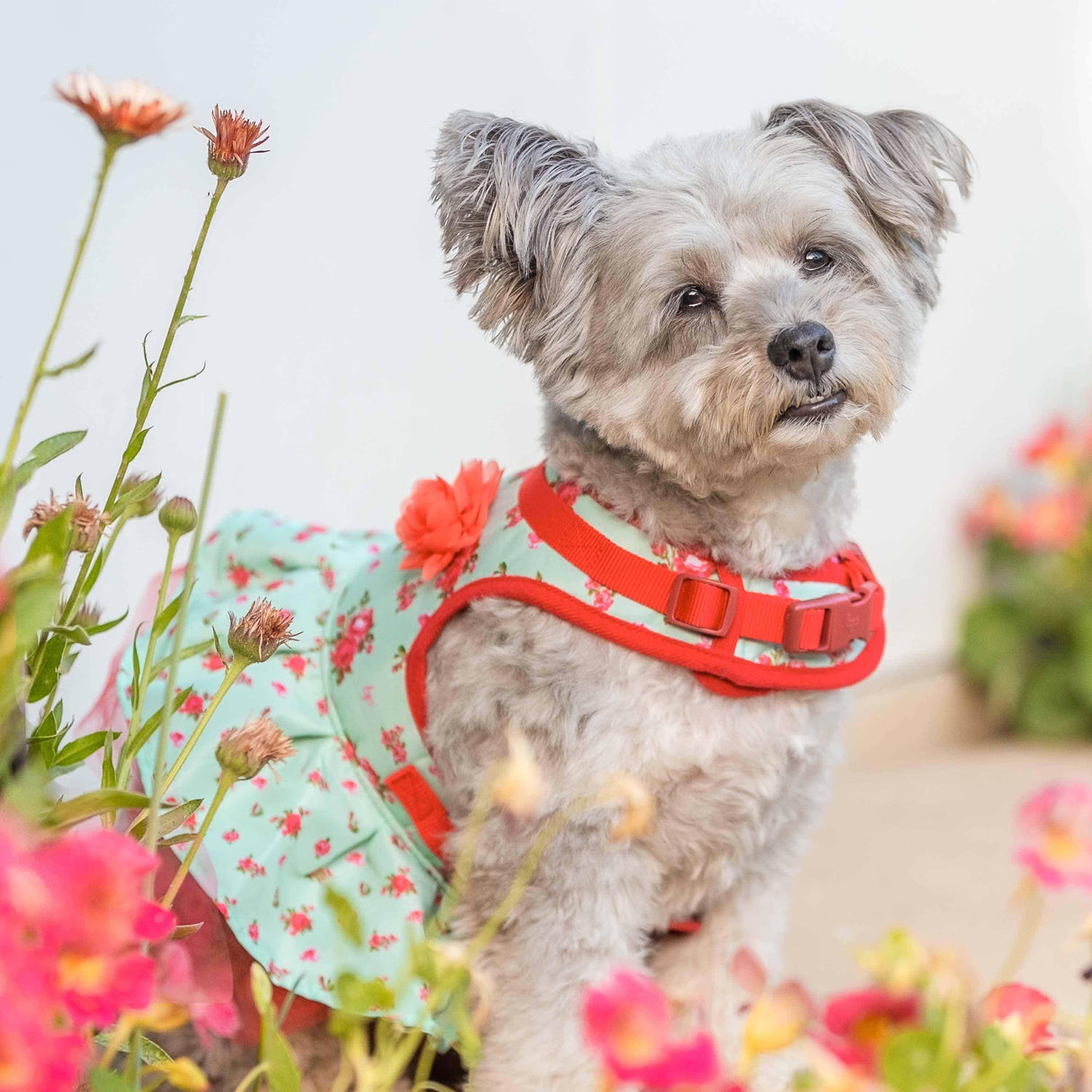 Made Well Floral Dog Dress Harness