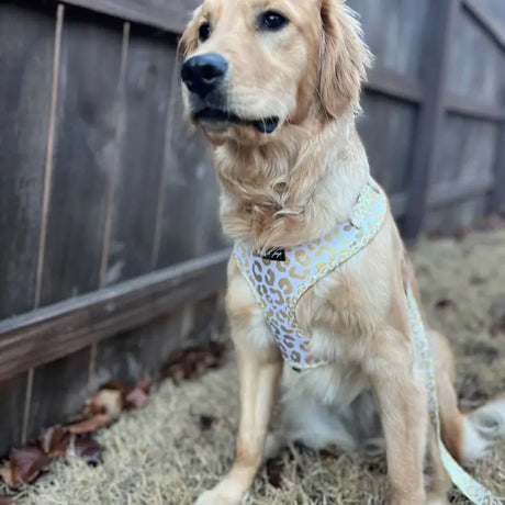 You're So Golden Adjustable Harness